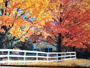 Original Photo Art Autumn if full bloom back yard country 24 x 20