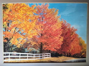 Original Photo Art Autumn if full bloom back yard country 24 x 20